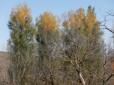 2 Toned Willow Trees